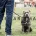 Staffordshire Bull Terrier