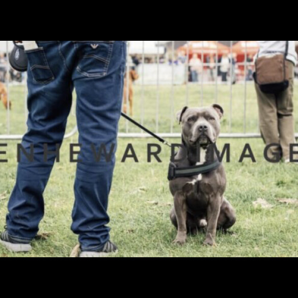 Staffordshire Bull Terrier