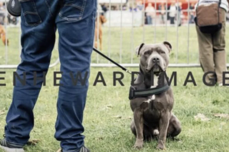 Staffordshire Bull Terrier