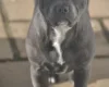 Staffordshire Bull Terrier