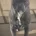 Staffordshire Bull Terrier