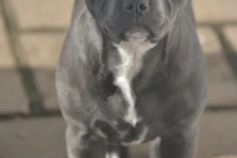 Staffordshire Bull Terrier