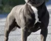 Staffordshire Bull Terrier