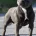 Staffordshire Bull Terrier