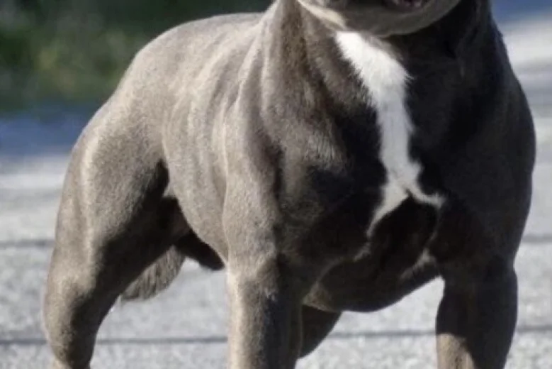 Staffordshire Bull Terrier