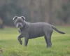 Staffordshire Bull Terrier