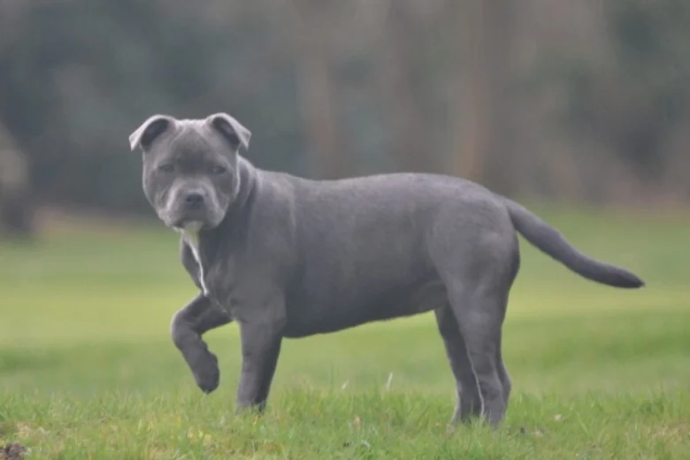 Staffordshire Bull Terrier
