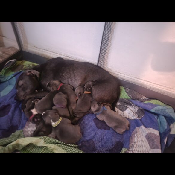 Staffordshire Bull Terrier