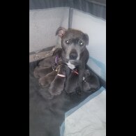 Staffordshire Bull Terrier