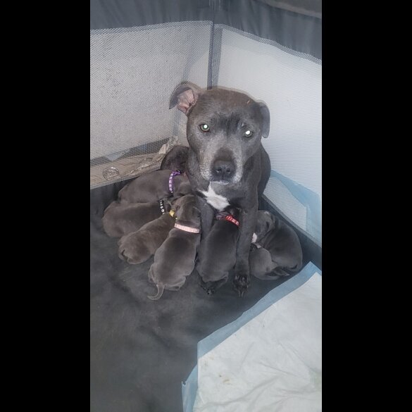 Staffordshire Bull Terrier