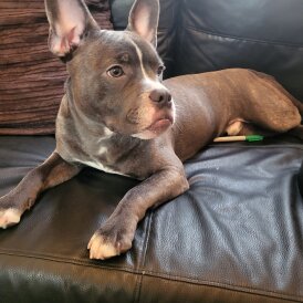 Staffordshire Bull Terrier