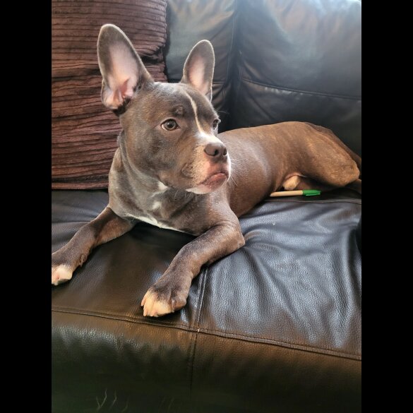 Staffordshire Bull Terrier