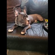 Staffordshire Bull Terrier