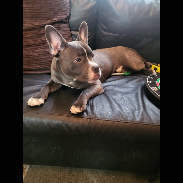 Staffordshire Bull Terrier