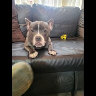 Staffordshire Bull Terrier