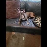 Staffordshire Bull Terrier