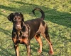 Doberman