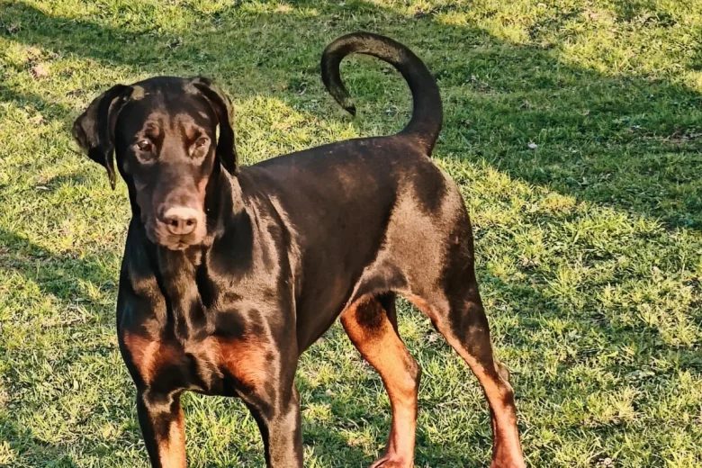 Doberman