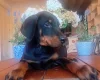 Doberman