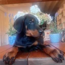 Doberman