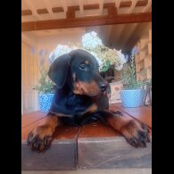 Doberman