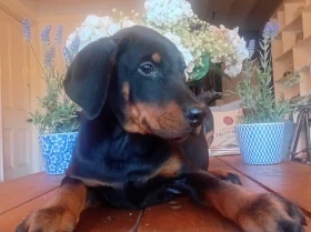 Doberman