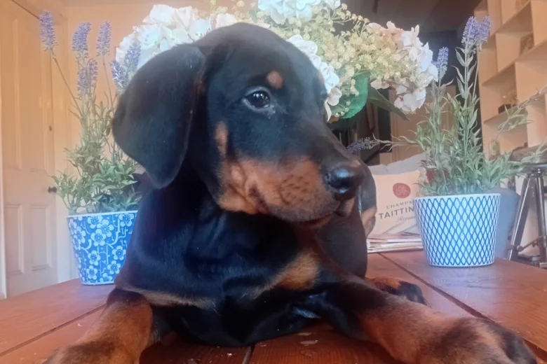 Doberman