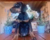 Doberman