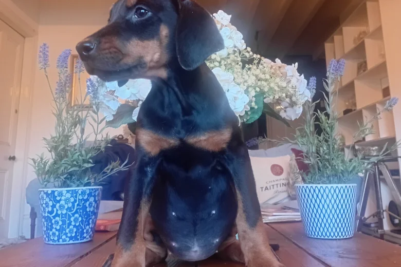 Doberman