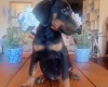 Doberman