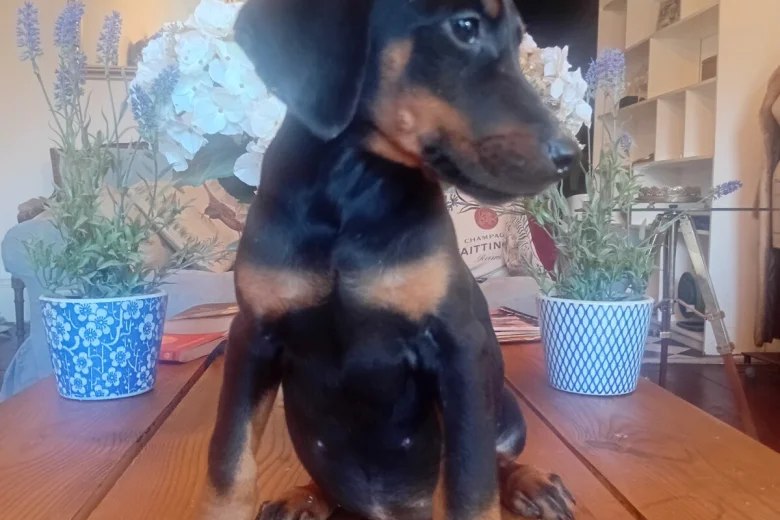 Doberman