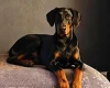 Doberman
