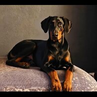 Doberman