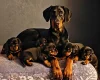 Doberman
