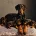 Doberman