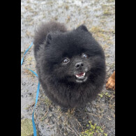 Pomeranian