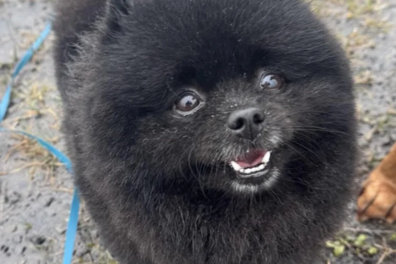 Pomeranian