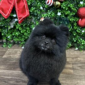 Pomeranian