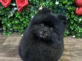 Pomeranian