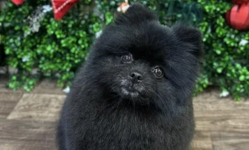 Pomeranian