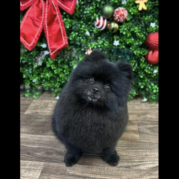 Pomeranian