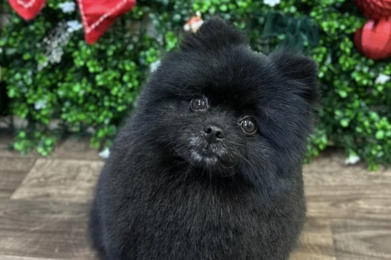 Pomeranian
