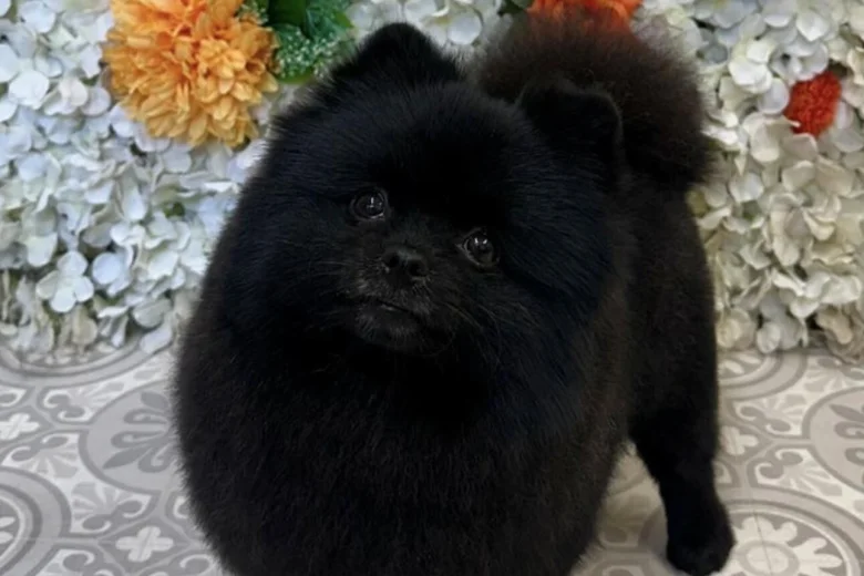 Pomeranian
