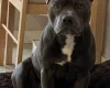 Staffordshire Bull Terrier