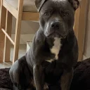 Staffordshire Bull Terrier