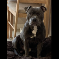 Staffordshire Bull Terrier