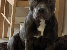 Staffordshire Bull Terrier