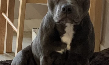 Staffordshire Bull Terrier
