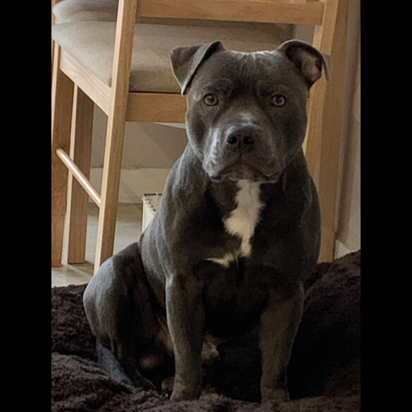 Staffordshire Bull Terrier