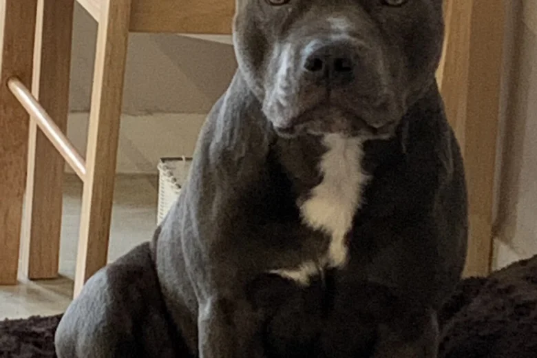 Staffordshire Bull Terrier